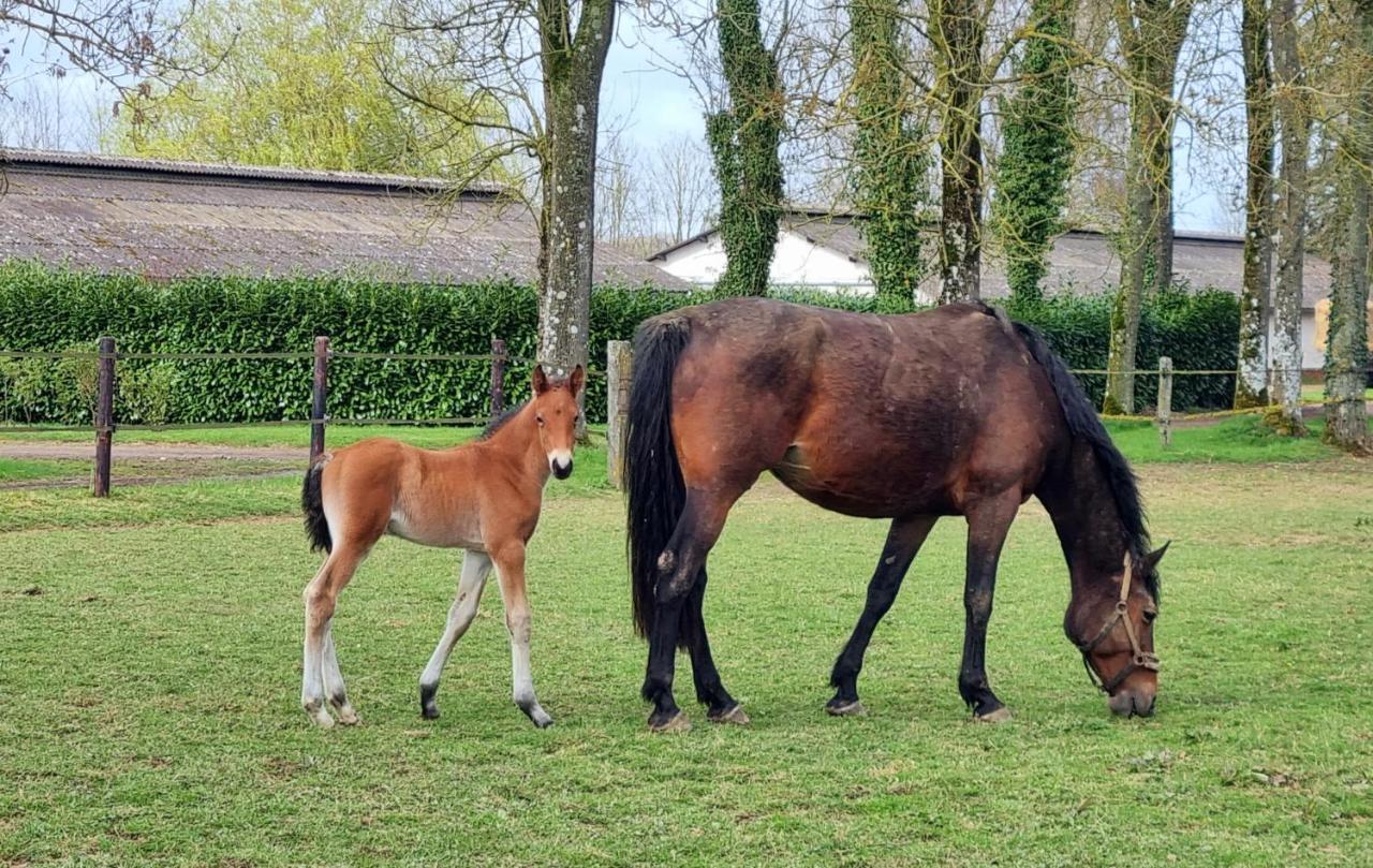 Gite Haras du bois Formerie Extérieur photo